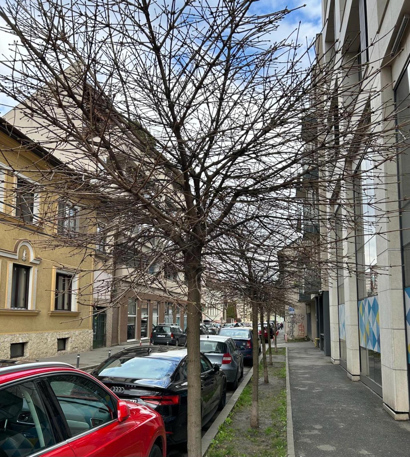 Central Cosy Apartment Κλουζ-Ναπόκα Εξωτερικό φωτογραφία